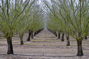 trees in a row